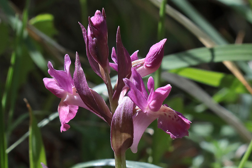 Anacamptis morio?